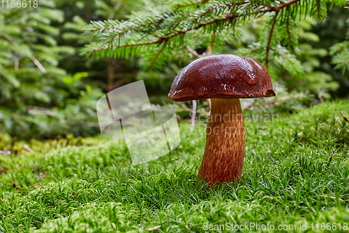 Image of Imleria badia. Fungus in the natural environment.