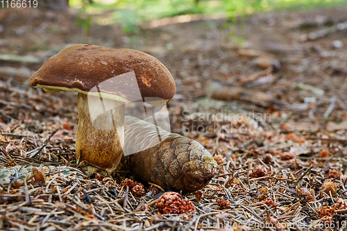 Image of Imleria badia. Fungus in the natural environment.