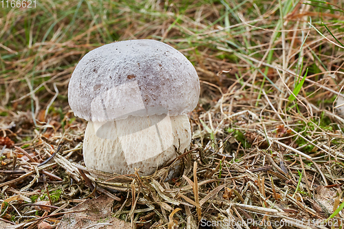 Image of Boletus edulis. Fungus in the natural environment.