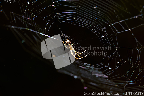 Image of spider on the web in the forest