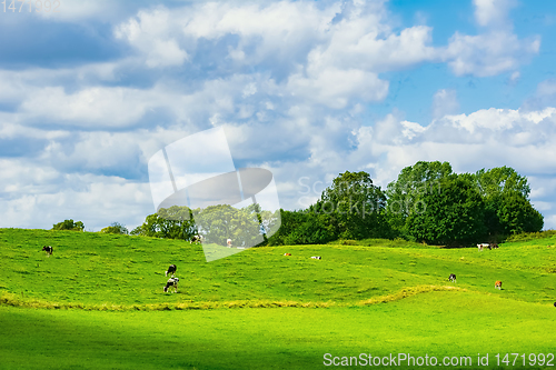 Image of Cows on pasture