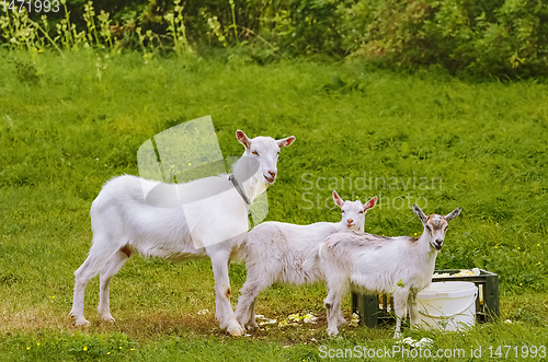 Image of Goat with goatlings