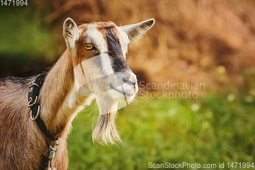 Image of Portrait of Billy Goat