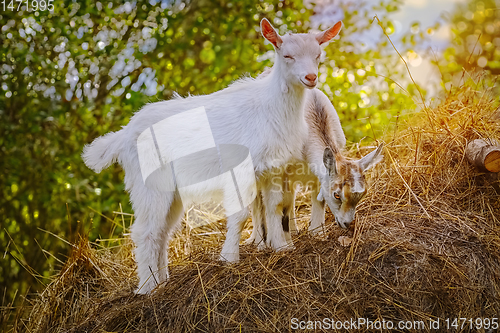 Image of Goatlings on a Hay