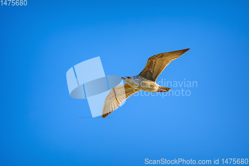 Image of Young seagull in sky
