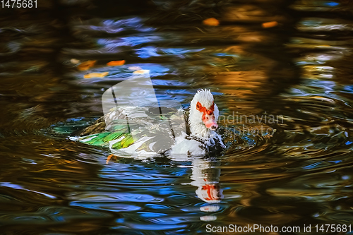Image of Muscovy duck on the pond