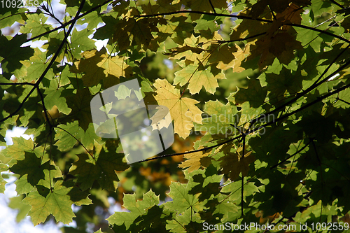 Image of Autumn leaves