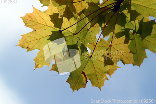 Image of Autumn leaves