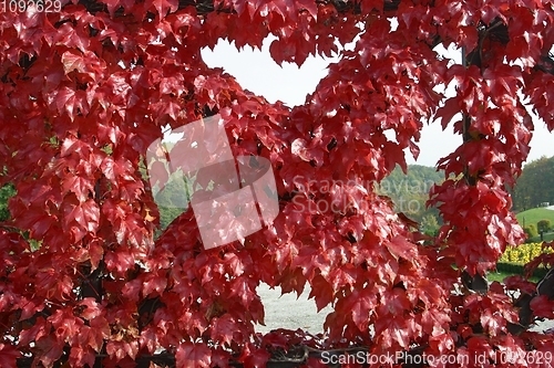 Image of Beautiful autumn leaves