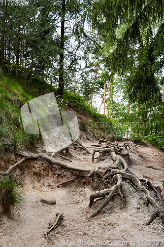 Image of forest near ruin of the Valdstejn gothic castle