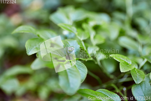 Image of Wild green unripe blueberries in the forest