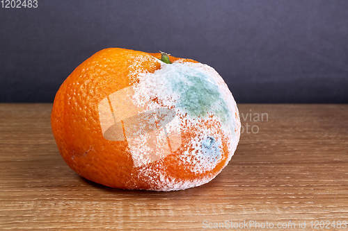 Image of rotten and moldy orange