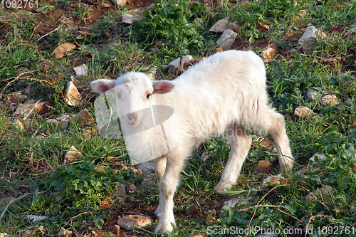 Image of Cute lamb on green grass in spring