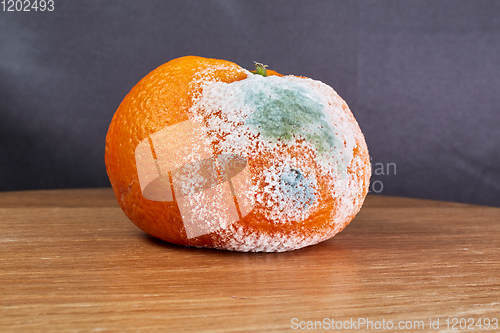 Image of rotten and moldy orange