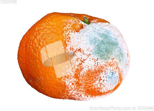 Image of rotten and moldy orange