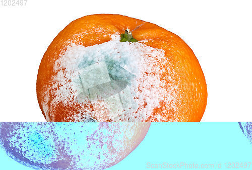 Image of rotten and moldy orange