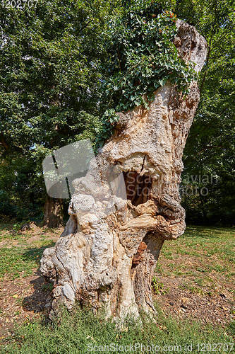 Image of old hollow tree with ivy