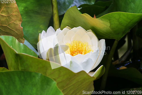 Image of water lilies and green leaves on the pond