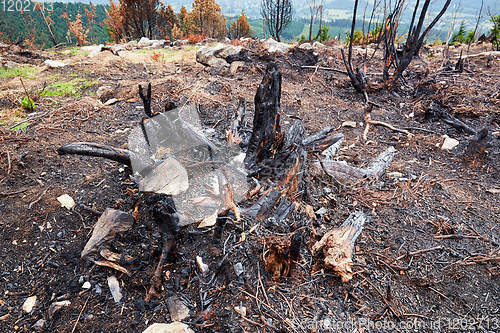 Image of ashes and burned trees after a fire in the forest