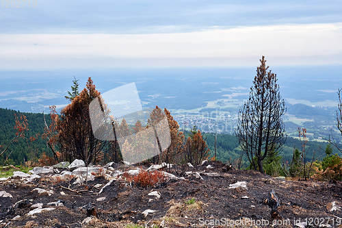 Image of ashes and burned trees after a fire in the forest