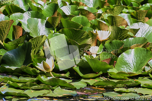 Image of water lilies and green leaves on the pond