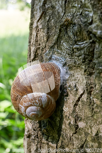 Image of encapsulated land snail