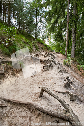 Image of forest near ruin of the Valdstejn gothic castle