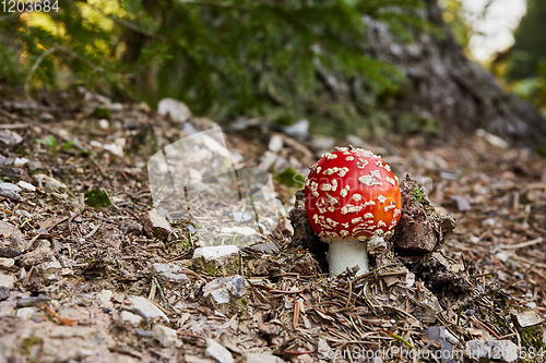 Image of Amanita muscaria in the natural environment.