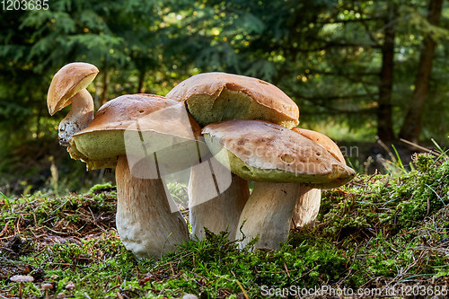 Image of Boletus edulis. Fungus in the natural environment.