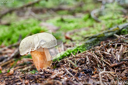 Image of Xerocomus subtomentosus in the natural environment