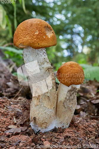 Image of Leccinum aurantiacum in the natural environment.