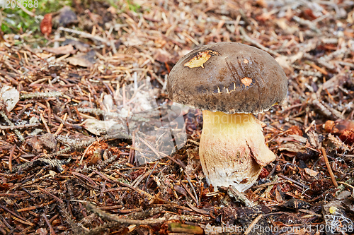 Image of Xerocomellus chrysenteron, fungus