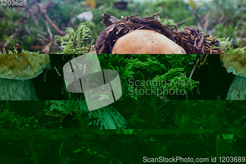 Image of Boletus edulis. Fungus in the natural environment.