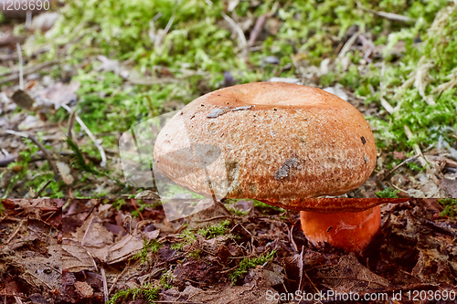 Image of Lactarius deliciosus in the natural environment.