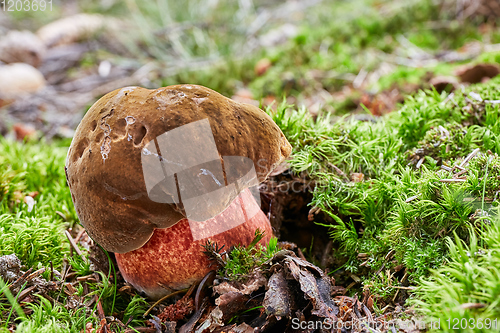 Image of Neoboletus luridiformis in the natural environment