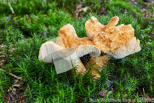 Image of Hydnum repandum. Fungus in the natural environment