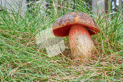 Image of Neoboletus luridiformis in the natural environment