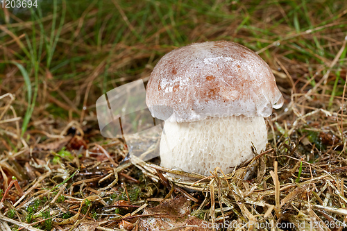 Image of Boletus edulis. Fungus in the natural environment.