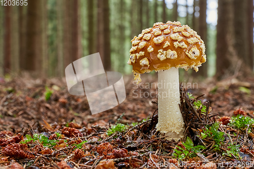 Image of Amanita muscaria in the natural environment.