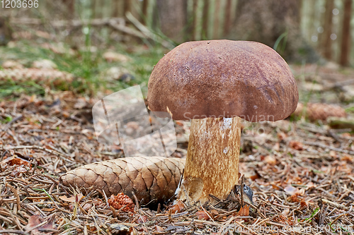 Image of Imleria badia. Fungus in the natural environment.