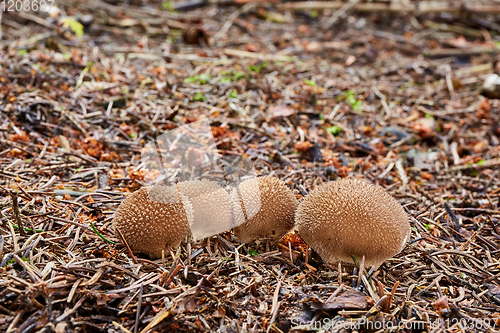 Image of Lycoperdon nigrescens in the natural environment.