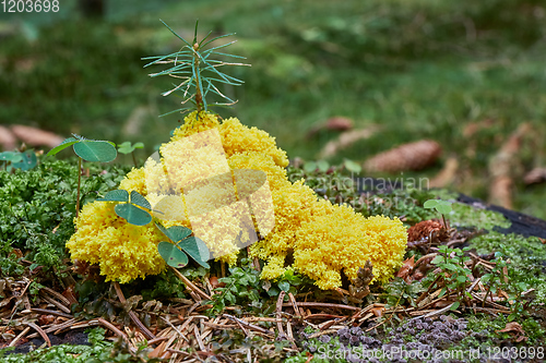 Image of Fuligo septica. Fungus in the natural environment.