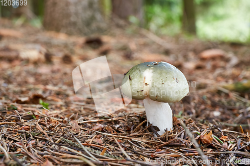 Image of Russula aeruginea in the natural environment.