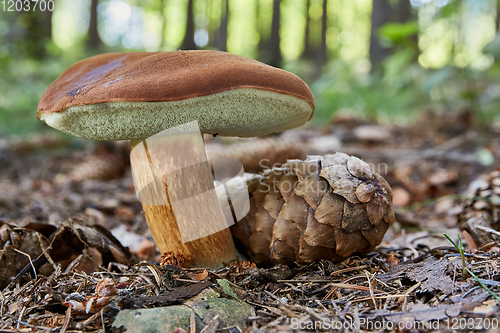 Image of Imleria badia. Fungus in the natural environment.