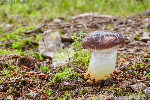 Image of Gomphidius glutinosus in the natural environment.