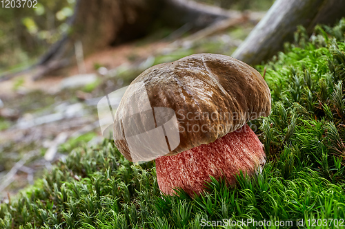 Image of Neoboletus luridiformis in the natural environment