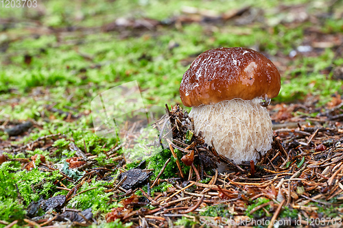 Image of Boletus edulis. Fungus in the natural environment.