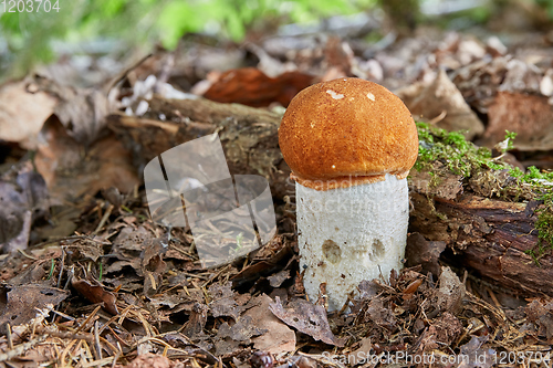 Image of Leccinum aurantiacum in the natural environment.