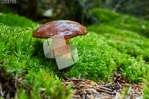 Image of Imleria badia. Fungus in the natural environment.