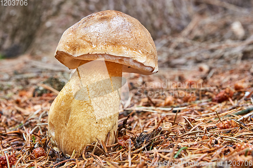 Image of Tylopilus felleus in the natural environment.